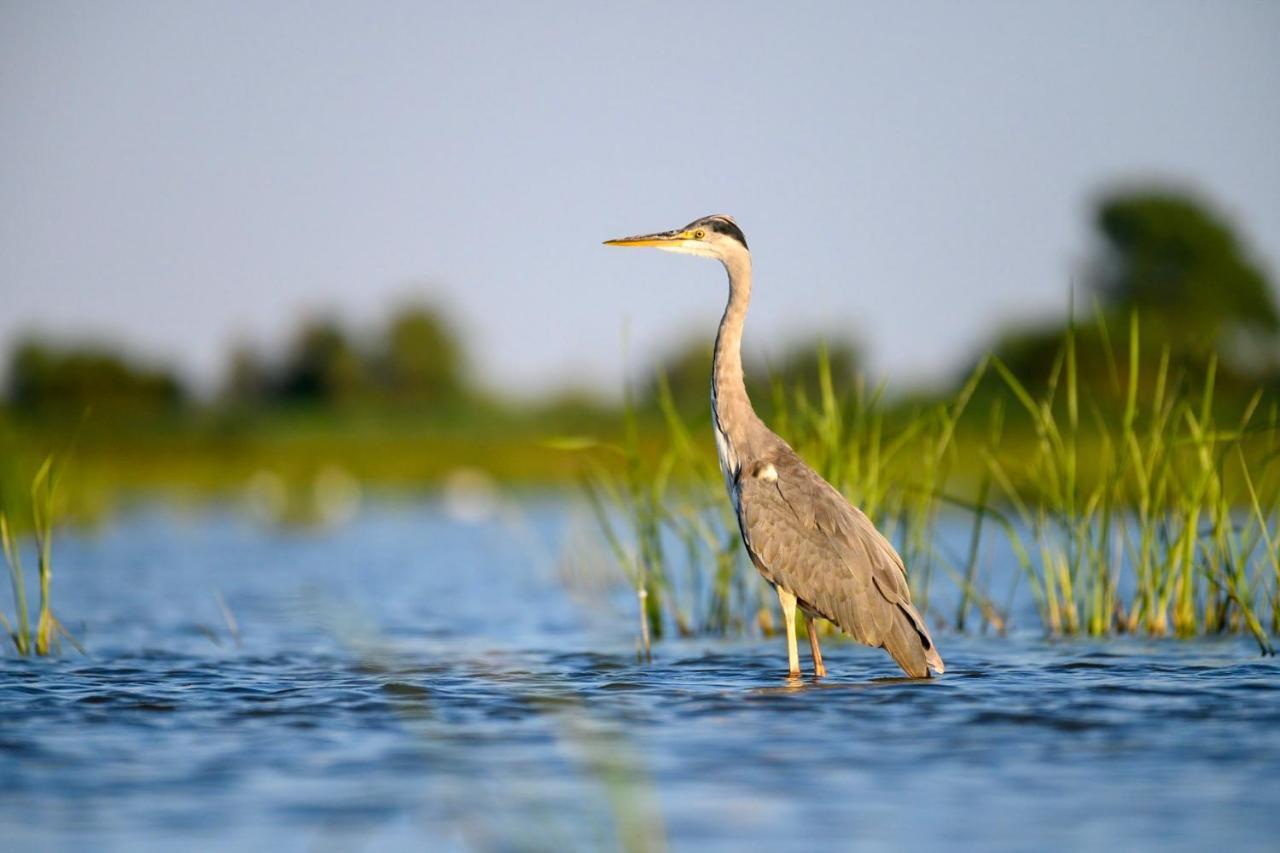Danube Delta Hostel Homestay & Camping 술리나 외부 사진